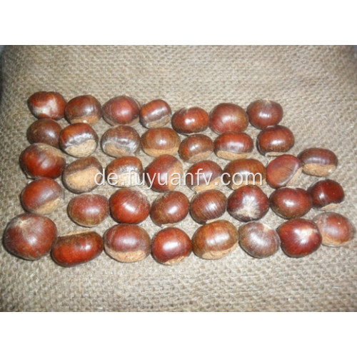 30-40pcs frische Edelkastanie